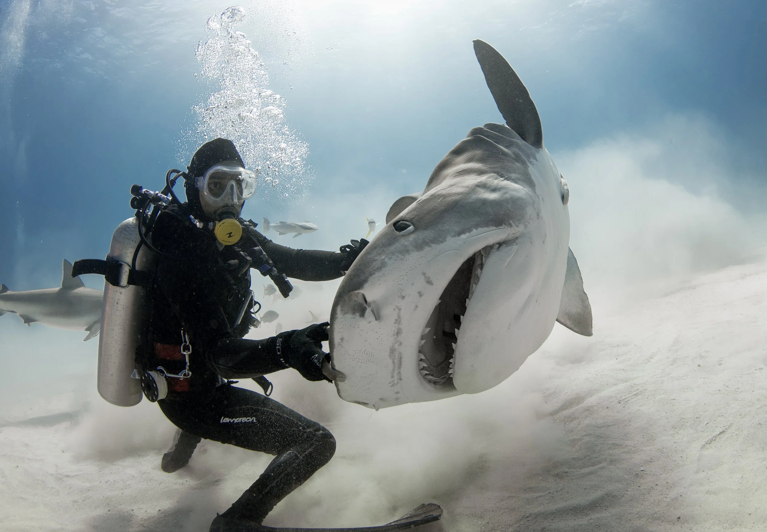 Planning Your Trip: What to Expect from Cocos Island diving