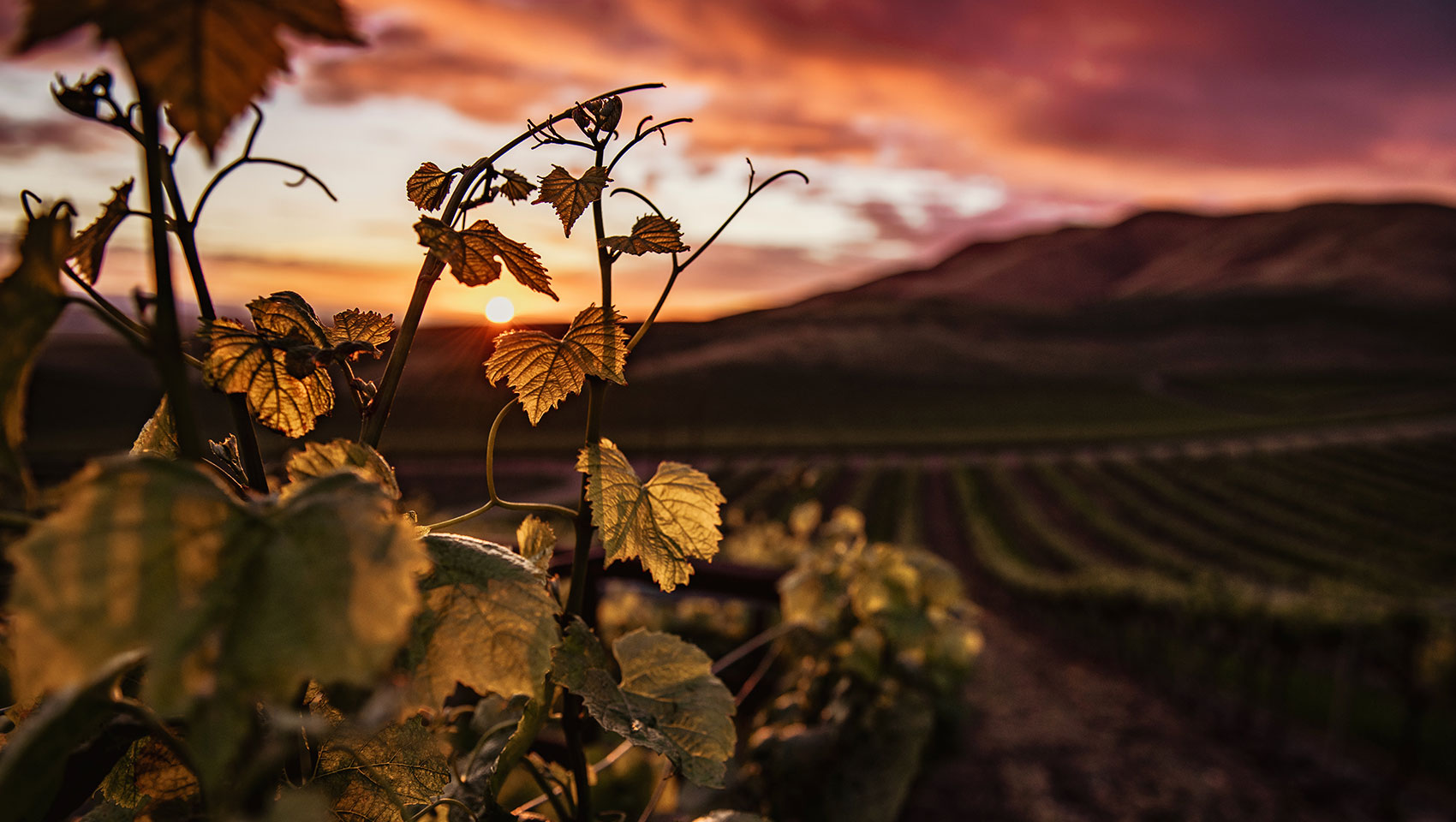 Discover a Vineyard Wedding Venue Near Sacramento at Silt Wine Company